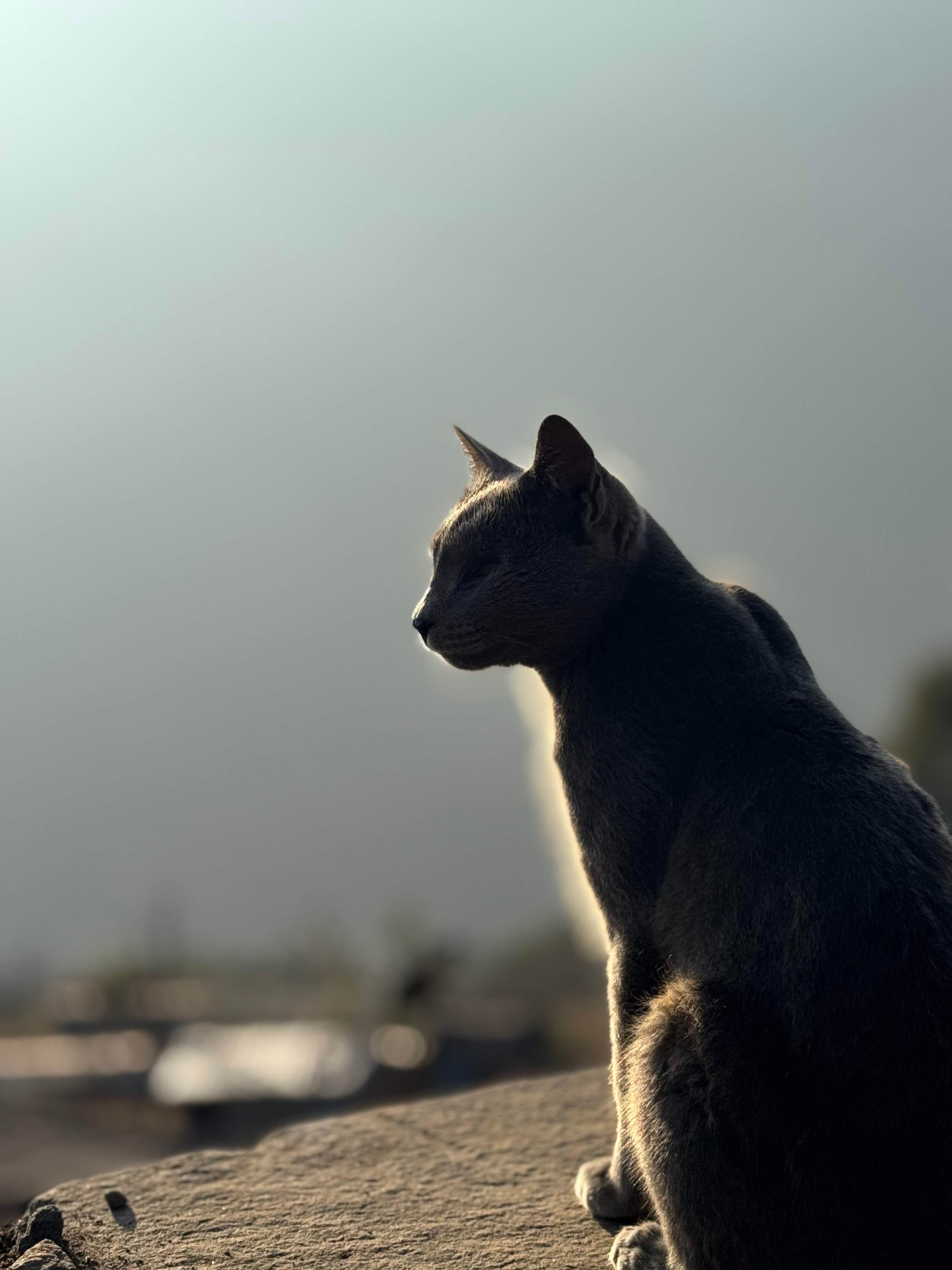 Cat Aesthetics